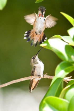 Allen's Hummingbird Picture @ Kiwifoto.com