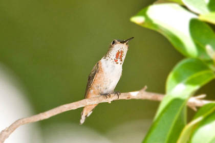 Allen's Hummingbird Picture @ Kiwifoto.com