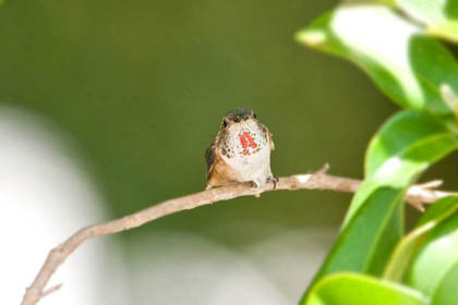 Allen's Hummingbird Image @ Kiwifoto.com