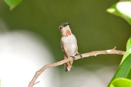 Allen's Hummingbird Image @ Kiwifoto.com