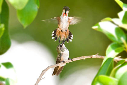 Allen's Hummingbird Picture @ Kiwifoto.com