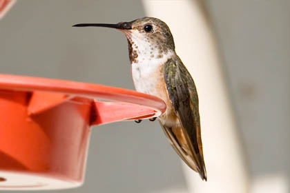 Allen's Hummingbird Image @ Kiwifoto.com