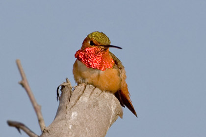 Allen's Hummingbird Image @ Kiwifoto.com