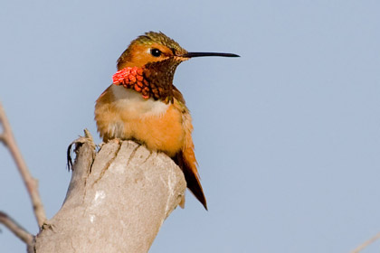 Allen's Hummingbird Image @ Kiwifoto.com