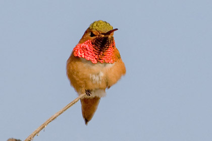 Allen's Hummingbird Picture @ Kiwifoto.com