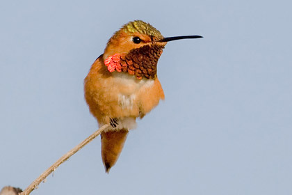 Allen's Hummingbird Picture @ Kiwifoto.com