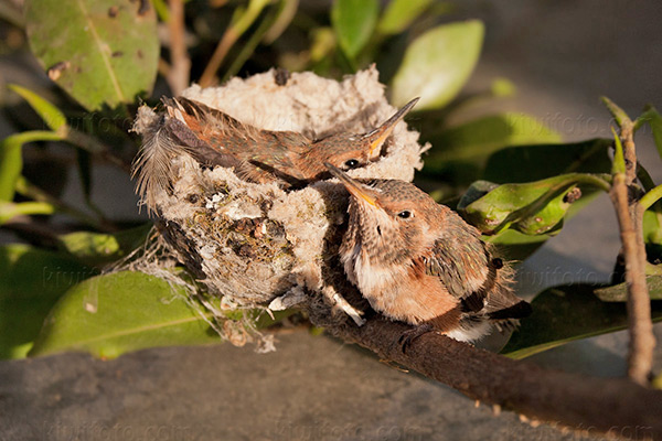 Allen's Hummingbird Image @ Kiwifoto.com