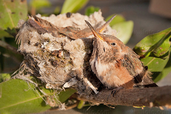 Allen's Hummingbird Picture @ Kiwifoto.com