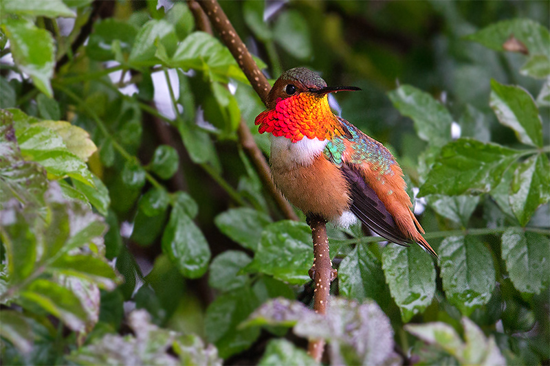 Allen's Hummingbird @ Los Angeles, CA