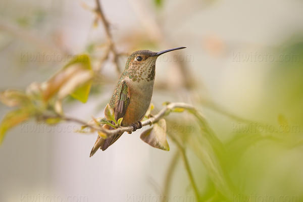 Allen's Hummingbird Photo @ Kiwifoto.com