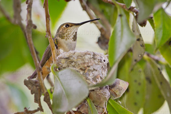 Allen's Hummingbird Picture @ Kiwifoto.com