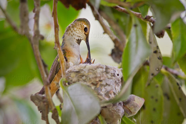 Allen's Hummingbird Photo @ Kiwifoto.com