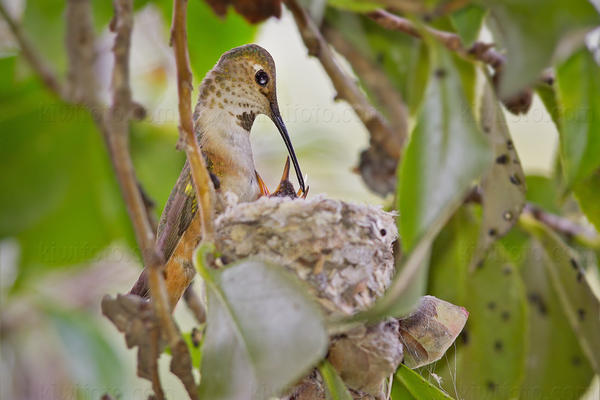 Allen's Hummingbird Picture @ Kiwifoto.com