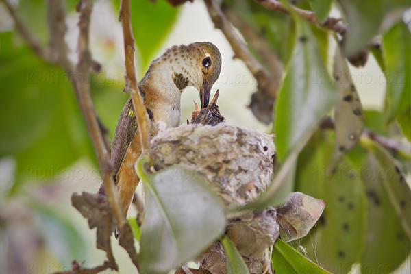 Allen's Hummingbird Photo @ Kiwifoto.com
