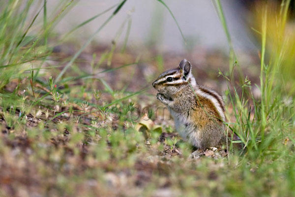 Alpine Chipmunk Image @ Kiwifoto.com