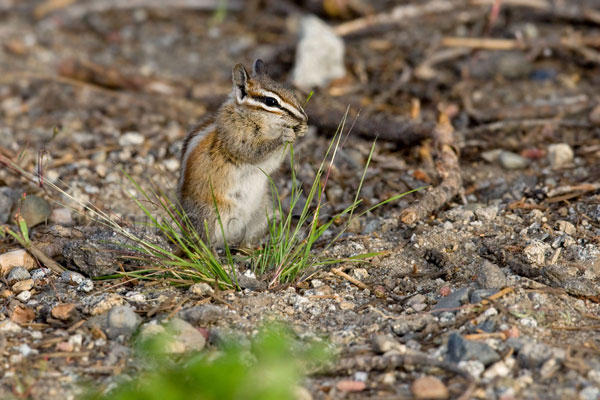 Alpine Chipmunk Image @ Kiwifoto.com