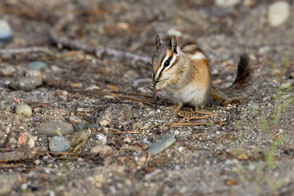 Alpine Chipmunk Image @ Kiwifoto.com