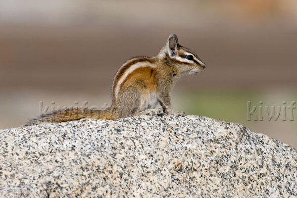 Alpine Chipmunk Image @ Kiwifoto.com