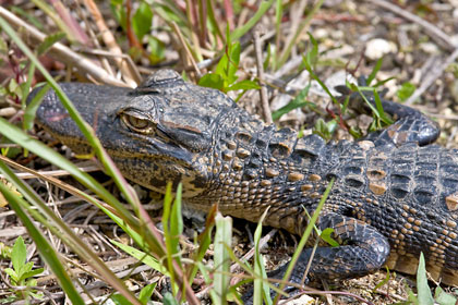 American Alligator Image @ Kiwifoto.com