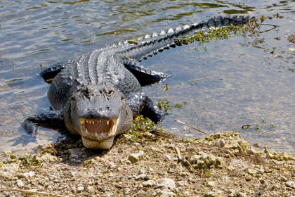 American Alligator Image @ Kiwifoto.com