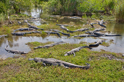 American Alligator Picture @ Kiwifoto.com