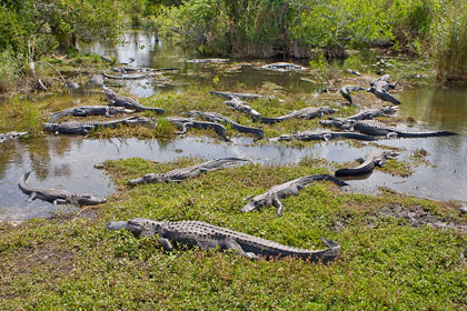 American Alligator Photo @ Kiwifoto.com