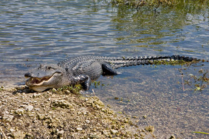 American Alligator Picture @ Kiwifoto.com