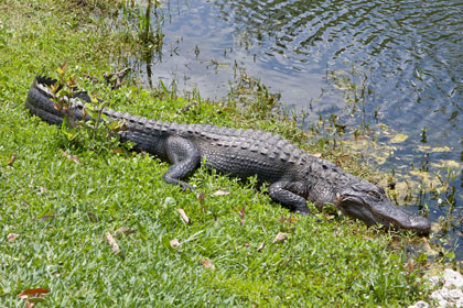 American Alligator Photo @ Kiwifoto.com