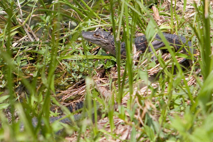 American Alligator Image @ Kiwifoto.com