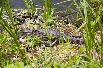 American Alligator Image @ Kiwifoto.com