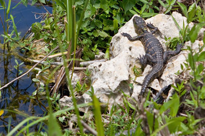 American Alligator Image @ Kiwifoto.com