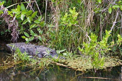 American Alligator Image @ Kiwifoto.com