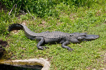 American Alligator Picture @ Kiwifoto.com