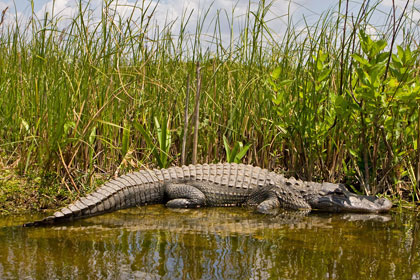 American Alligator Image @ Kiwifoto.com