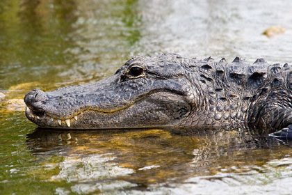 American Alligator Image @ Kiwifoto.com