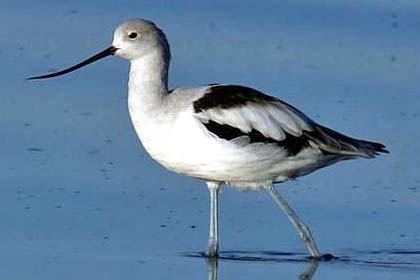 American Avocet Image @ Kiwifoto.com