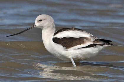 American Avocet Image @ Kiwifoto.com