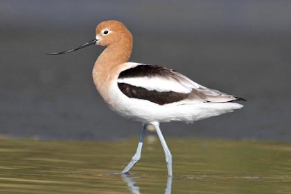 American Avocet Photo @ Kiwifoto.com
