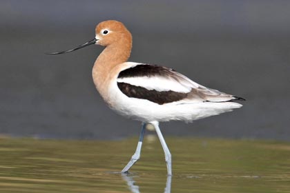 American Avocet Photo @ Kiwifoto.com