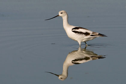 American Avocet Photo @ Kiwifoto.com