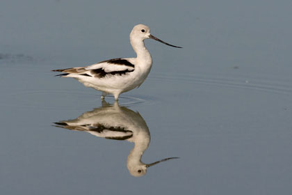 American Avocet Photo @ Kiwifoto.com