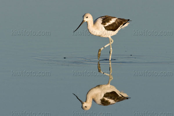 American Avocet Photo @ Kiwifoto.com