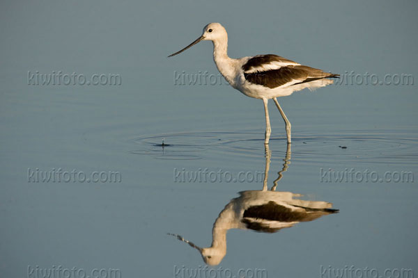 American Avocet Image @ Kiwifoto.com