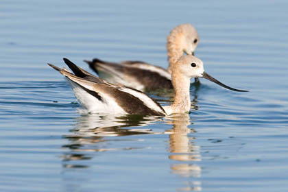 American Avocet Image @ Kiwifoto.com