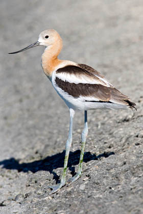 American Avocet Photo @ Kiwifoto.com