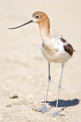 American Avocet Picture @ Kiwifoto.com