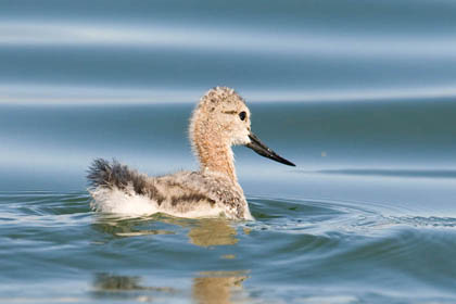American Avocet Image @ Kiwifoto.com
