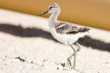 American Avocet Picture @ Kiwifoto.com