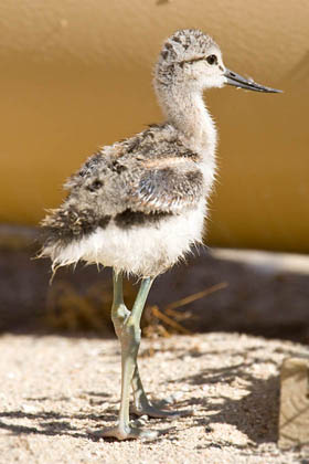 American Avocet Image @ Kiwifoto.com