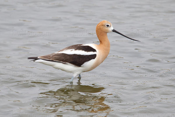 American Avocet Picture @ Kiwifoto.com